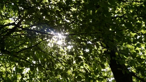 Light through foliage. Video stock 48874365