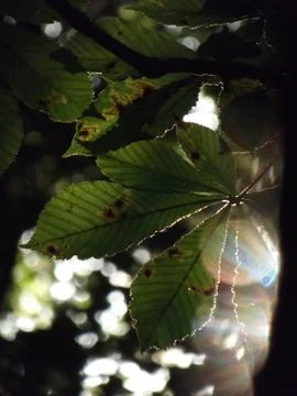 Light through the foliage Stock Photos