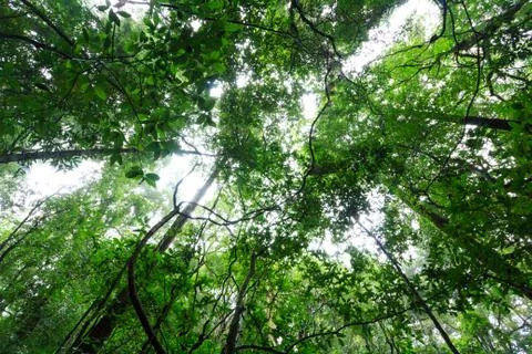 Light through forest Stock Photos