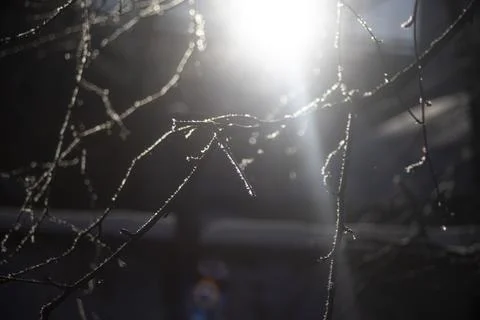 Light through frozen branches. Ice on the branches. Rays through a tree in .. Stock Photos
