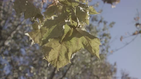 Light through green leaf 스톡 동영상 148507487