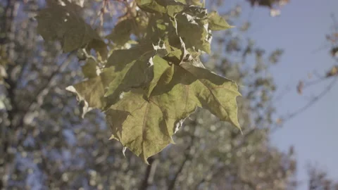 Light through green leaf in wind #2 스톡 동영상 148507920