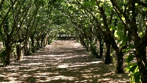 Light through hazelnut trees Stock Footage 78986253