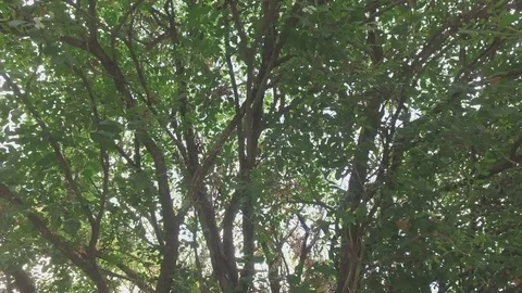 Light Through Leaves 2 스톡 동영상 84490519