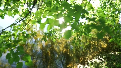 Light through the leaves 動画素材 79558906