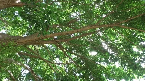 Light Through Leaves 스톡 동영상 84406382