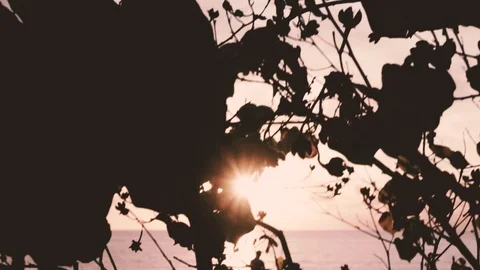 Light through the leaves Stock Footage 103894418