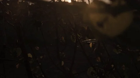 Light through the leaves Stock Footage 103894731