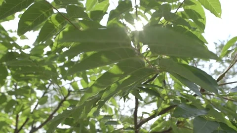 Light Through The Leaves Video stock 138281649