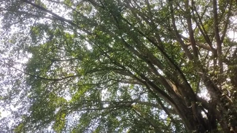 Light through the leaves Stock Footage 332057962