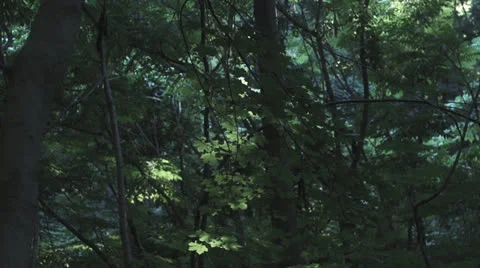 Light through leaves forest Video stock 27137553