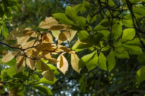 Light through leaves Stock Photos