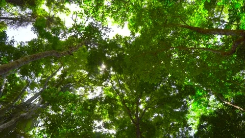 Light through the leaves sun ,sun beam light beams through leaves sunny sunlight Stock Footage 153377468
