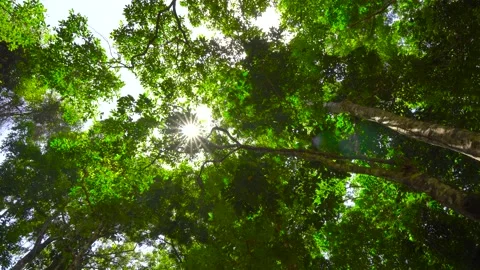 Light through the leaves sun ,sun beam light beams through leaves sunny sunlight Stock Footage 153377539