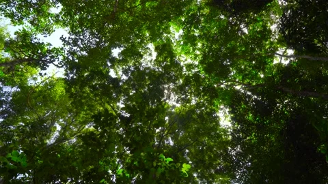 Light through the leaves sun ,sun beam light beams through leaves sunny sunlight Stock Footage 153377553
