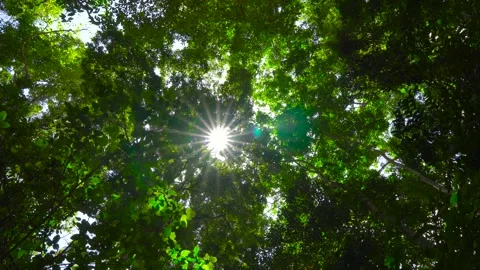 Light through the leaves sun ,sun beam light beams through leaves sunny sunlight Stock Footage 153377578