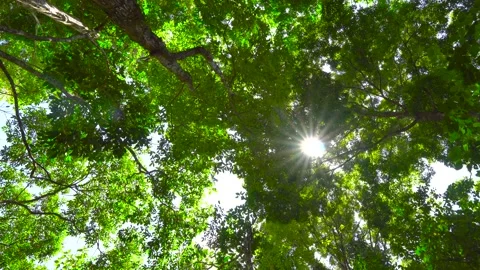 Light through the leaves sun ,sun beam light beams through leaves sunny sunlight Stock Footage 153377589