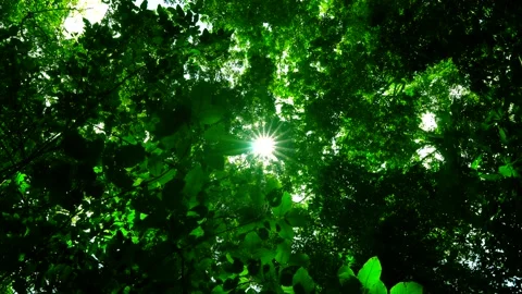 Light through the leaves sun ,sun beam light beams through leaves sunny sunlight Stock Footage 153377704
