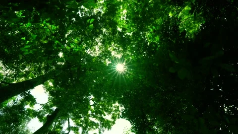Light through the leaves sun ,sun beam light beams through leaves sunny sunlight Stock Footage 153377760