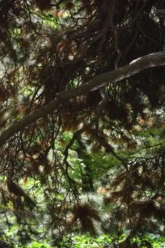 The light through the old aged pine trees Stock Photos