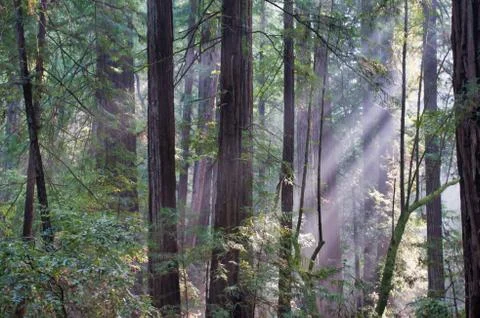 Light through the Redwoods Foto stock