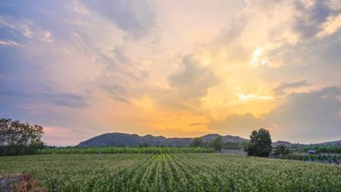 Light through sky above corn fields Stock Photos