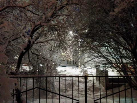 Light through the snowy branches. Stock Photos