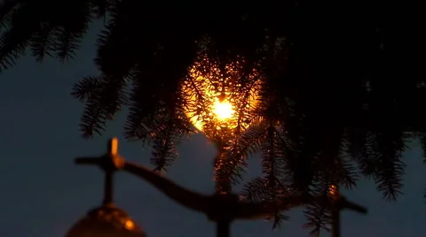 Light through the spruce branches Stock Footage 68984394