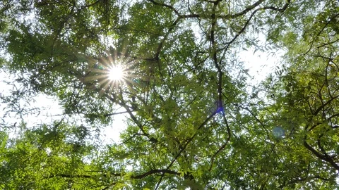 Light through the tree. Stock Footage 108068759
