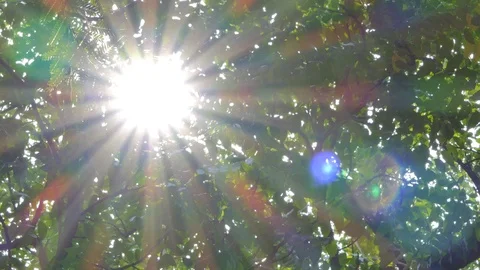 Light through the tree. | Stock Video | Pond5