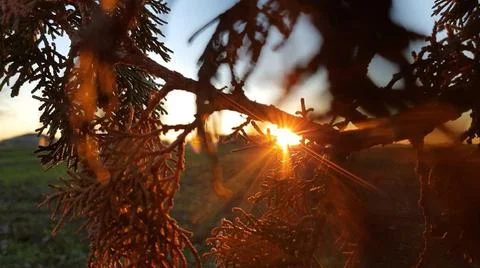 Light through tree Stock Photos