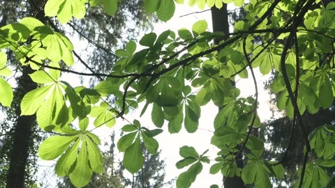 Light through trees - 4K Stock Footage - Nature Stock Footage 186986018