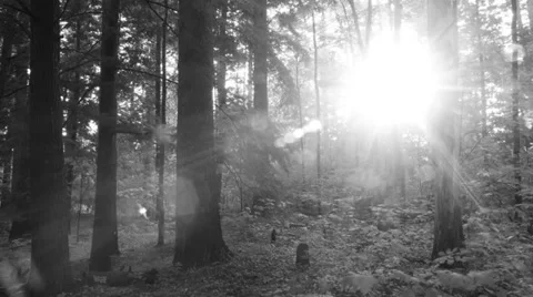 Light Through Trees - Adirondacks Video stock 27416776