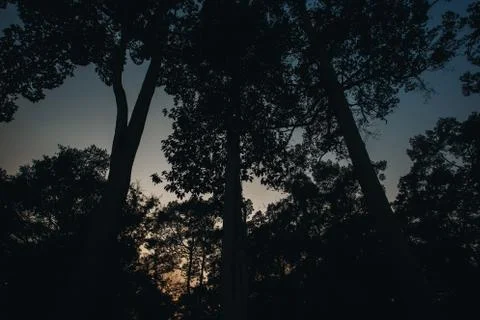 Light through the trees in the evening Stock Photos