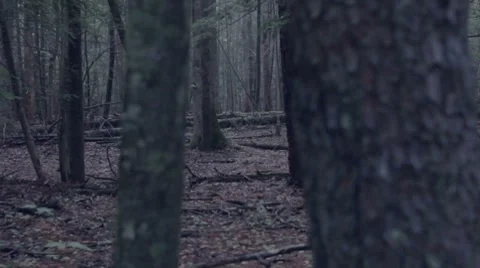 Light through the trees Video stock 7765830