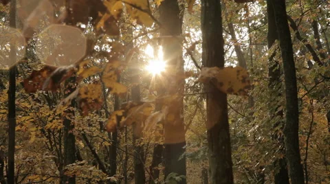 Light through the Trees Stock Footage 40806966