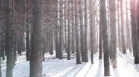 Light through the trees Stock Footage 43550452