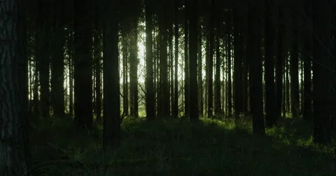The Light Through the Trees Stock Footage 54620622