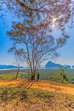 Light through the trees on hilltop Foto stock