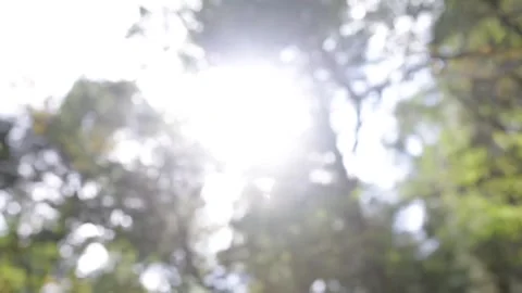 Light Through the Trees in Jungle 動画素材 243025969