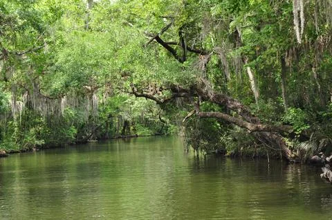 Light Through the Trees in the Lake Dora Canal Stock Photos