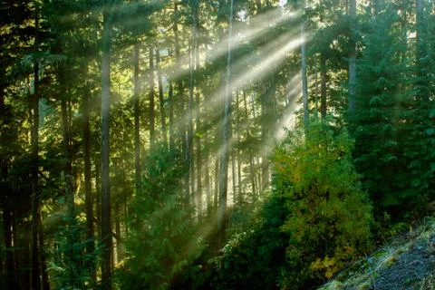 Light Through Trees Stock Photos