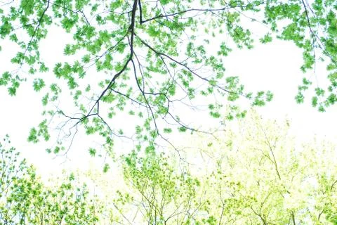 Light through the trees Stock Photos