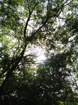 Light through trees Stock-Fotos