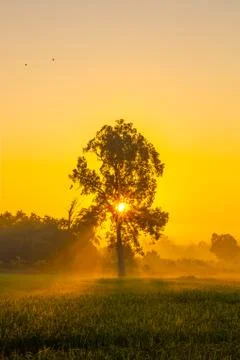 Light through the trees. Foto stock