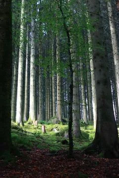 Light through the trees Stock Photos
