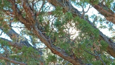 Light through Western Juniper during partial Solar Eclipse Stock Photos