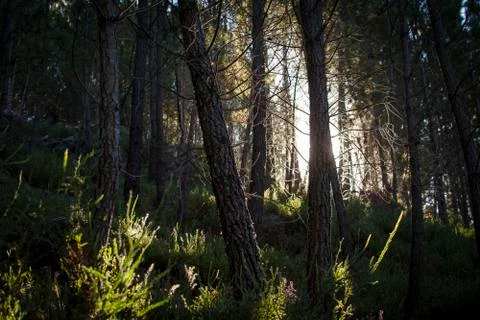 Light through the woods 스톡 사진