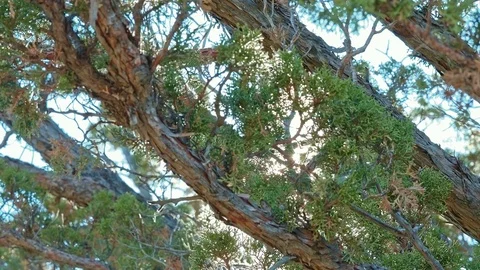 Light of Total Solar Eclipse Over Oregon Through Juniper Tree Stock Footage 81920545