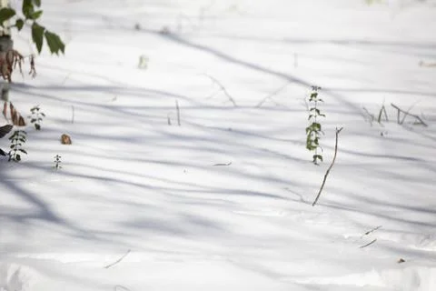 Light Tracks in a Yard Stock-Fotos